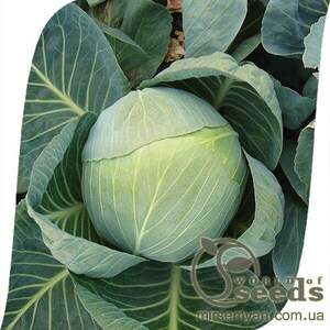 Капуста білокачанна "Колія" F1 2 500 с, Семініс (Seminis)