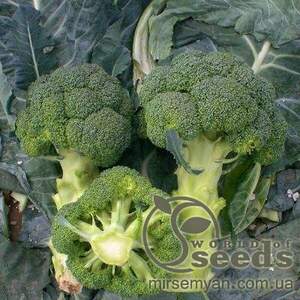 Капуста брокколі Верді (18-181) F1 2500 з 75-80 днів ранньої (Hazera)