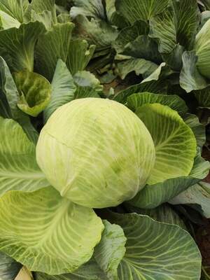 Капуста Нобел/ Nobel  F1  2500 нас.  (Syngenta)