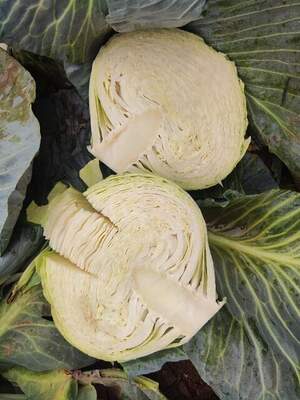 Капуста Нобел/ Nobel  F1  2500 нас.  (Syngenta) Капуста Нобел/ Nobel  F1  2500 нас.  (Syngenta)