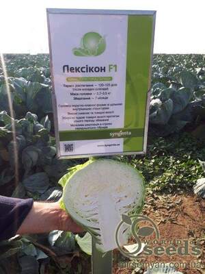 Насіння капусти "Лексикон F1", 2500сім. (Syngenta)