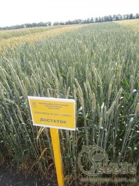 Насіння пшениці озимої сорт Достаток (протруєна) Насіння пшениці озимої сорт Достаток (протруєна)