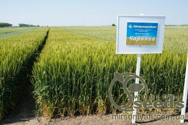 Насіння пшениці озимої сорт Чорнява (протруєна) Насіння пшениці озимої сорт Чорнява (протруєна)