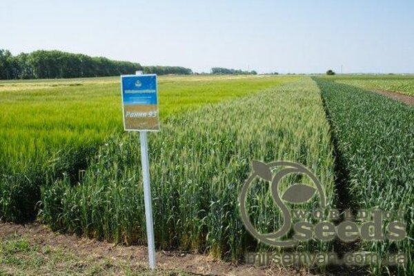Насіння ярої пшениці сорт Рання 93 (РР-2, протруєна) Насіння ярої пшениці сорт Рання 93 (РР-2, протруєна)
