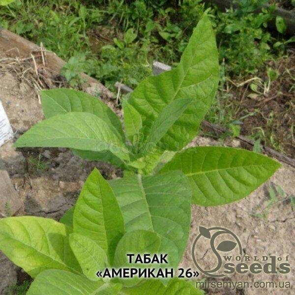 Насіння тютюну Тютюн курильний «Американ-26» 1 гр Насіння тютюну Тютюн курильний «Американ-26» 1 гр