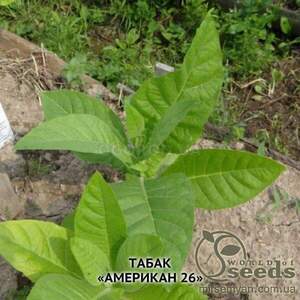 Насіння тютюну Тютюн курильний «Американ-26» 1 гр Насіння тютюну Тютюн курильний «Американ-26» 1 гр
