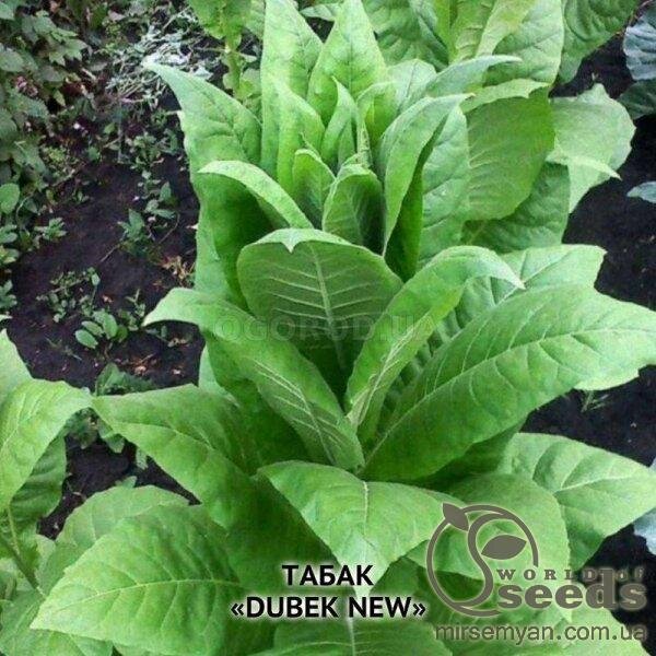 Насіння тютюну Тютюн курильний «Dubek New» (Дубек Новий) 1 гр Насіння тютюну Тютюн курильний «Dubek New» (Дубек Новий) 1 гр