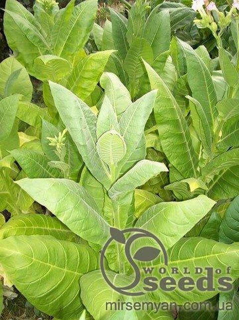 Насіння тютюну Герцеговина Флор (Трапезонд 182) курильний,1 гр Насіння тютюну Герцеговина Флор (Трапезонд 182) курильний,1 гр