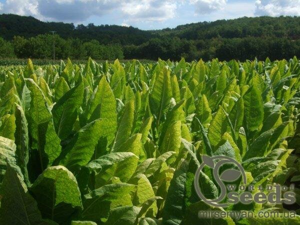 Насіння тютюну Берлі (Burley) курильний, 1 гр Насіння тютюну Берлі (Burley) курильний, 1 гр