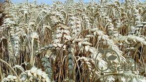 Насіння озимої пшениці сорт Богемія