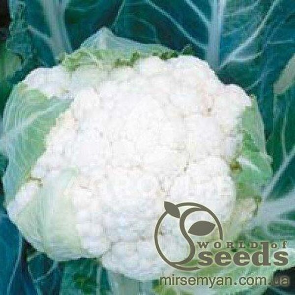 Капуста цвітна Кабрал F1 2500 нас. (Syngenta) Капуста цвітна Кабрал F1 2500 нас. (Syngenta)