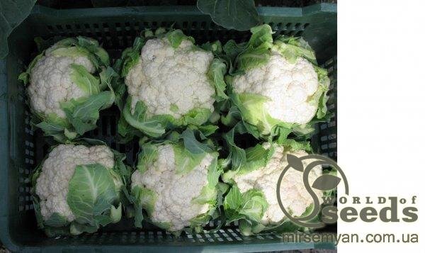 Капуста цвітна Гохан F1 2500 нас. (Syngenta) Капуста цвітна Гохан F1 2500 нас. (Syngenta)