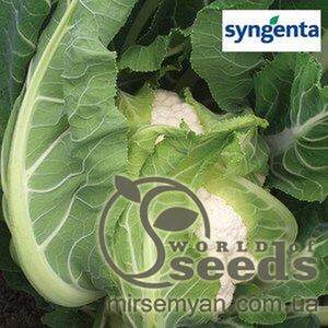 Капуста цвітна Гохан F1 2500 нас. (Syngenta) Капуста цвітна Гохан F1 2500 нас. (Syngenta)