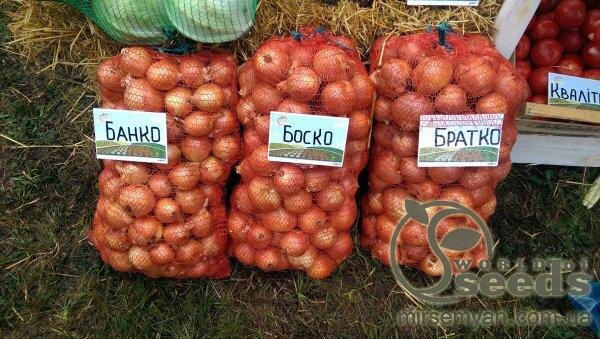 Цибуля Боско F1 250 000 нас. (Syngenta) Цибуля Боско F1 250 000 нас. (Syngenta)