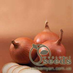 Цибуля Боско F1 250 000 нас. (Syngenta)