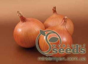 Цибуля Братко F1 250 000 нас. (Syngenta)