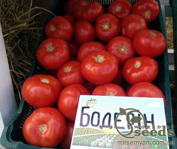 Томат Бодерін F1 500 нас. (Syngenta) Томат Бодерін F1 500 нас. (Syngenta)