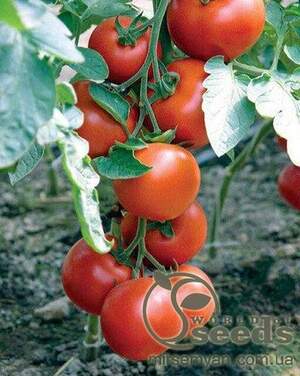 Томат Бодерін F1 500 нас. (Syngenta)