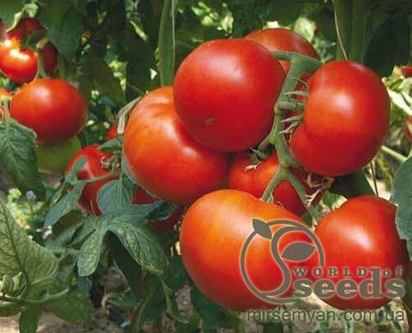 Томат Панекра F1 500 нас. (Syngenta) Томат Панекра F1 500 нас. (Syngenta)