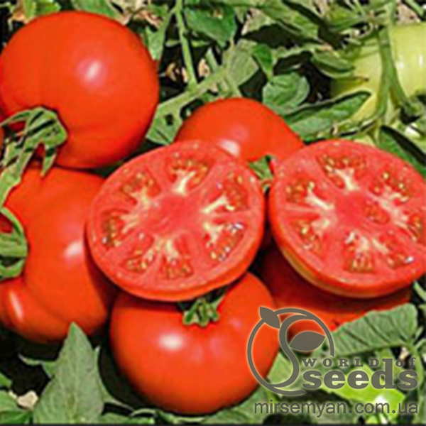 Томат Терра Котта F1 2500 нас. (Syngenta) Томат Терра Котта F1 2500 нас. (Syngenta)