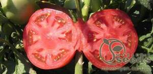 Томат Терра Котта F1 2500 нас. (Syngenta) Томат Терра Котта F1 2500 нас. (Syngenta)