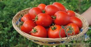 Томат Наміб F1 1000 нас, (Syngenta) Томат Наміб F1 1000 нас, (Syngenta)
