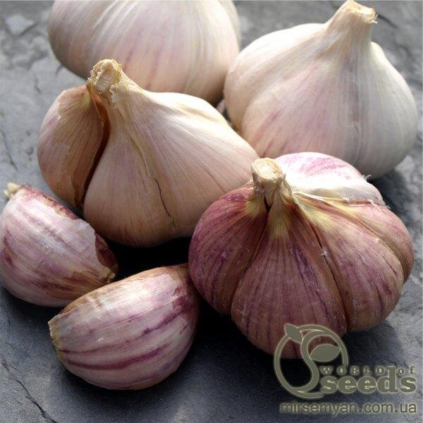 Часник озимий Гермідор / Germidour 0,2 кг (Netherlands) Часник озимий Гермідор / Germidour 0,2 кг (Netherlands)