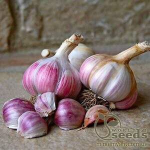 Часник озимий Гермідор / Germidour 0,2 кг (Netherlands)