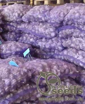 Часник озимий Гермідор / Germidour 0,2 кг (Netherlands) Часник озимий Гермідор / Germidour 0,2 кг (Netherlands)