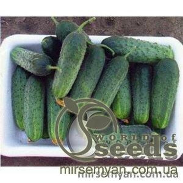 Огірок "Спарта" F1 1000 с. Нунемс (Nunhems) Огірок "Спарта" F1 1000 с. Нунемс (Nunhems)
