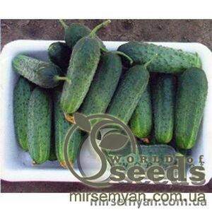 Огірок "Спарта" F1 1000 с. Нунемс (Nunhems)