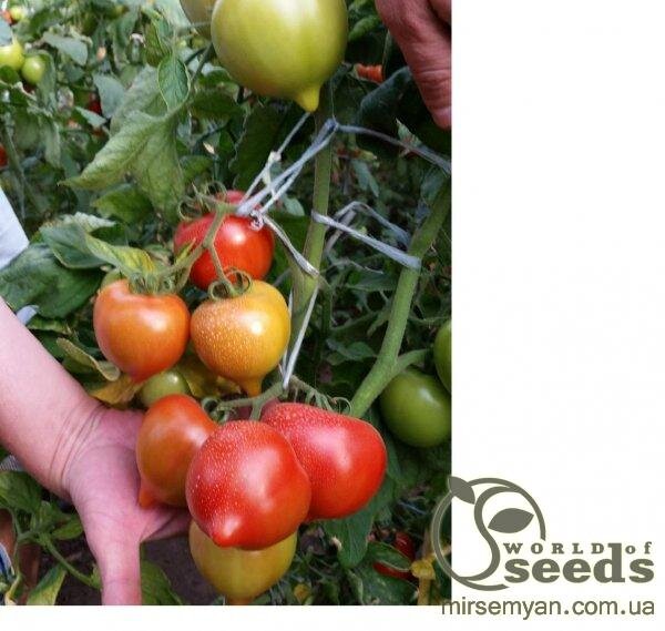 Томат Мелонет F1 (914019) 500 нас, (Syngenta) Томат Мелонет F1 (914019) 500 нас, (Syngenta)