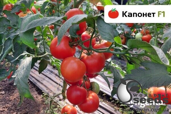 Томат Капонет F1 (913032) 500 нас, (Syngenta) Томат Капонет F1 (913032) 500 нас, (Syngenta)
