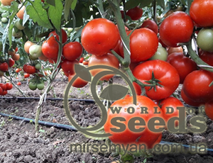 Томат Капонет F1 (913032) 500 нас, (Syngenta) Томат Капонет F1 (913032) 500 нас, (Syngenta)