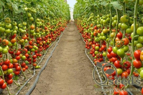 Томат Барибін F1 (815586) 500 нас, (Syngenta) Томат Барибін F1 (815586) 500 нас, (Syngenta)