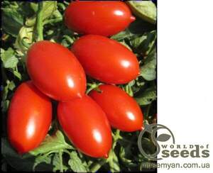 Томат Санміно F1 1000 н. (Syngenta)