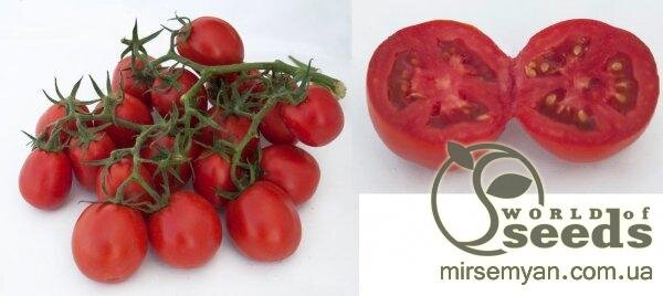 Томат Міцен F1 500 нас, (Syngenta) Томат Міцен F1 500 нас, (Syngenta)