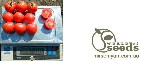 Томат «Мамако F1» 500н. Сингента, (Syngenta) Томат «Мамако F1» 500н. Сингента, (Syngenta)