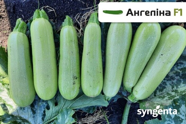 Кабачок «Ангеліна» F1 500 насінин, Syngenta Кабачок «Ангеліна» F1 500 насінин, Syngenta