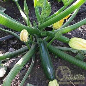 Кабачок «Супремо» F1 1000 насінин, Syngenta Кабачок «Супремо» F1 1000 насінин, Syngenta