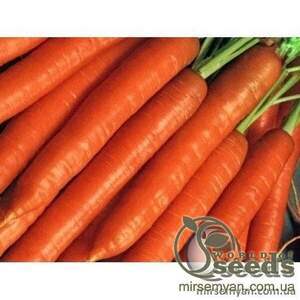 Морква "Діамант" F1(1,4-1,6) 100 000 с. Нунемс (Nunhems)