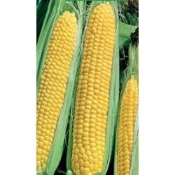 Кукурудза цукрова GH 2042 F1 100000 насінин (Syngenta) Кукурудза цукрова GH 2042 F1 100000 насінин (Syngenta)