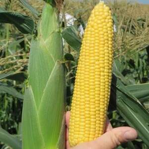 Кукурудза цукрова Хайглоу F1  100 000 нас, Syngenta