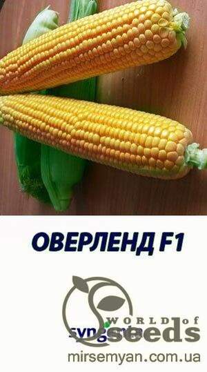 Кукурудза цукрова Оверленд F1 100000 насінин (Syngenta)