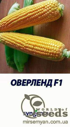 Кукурудза цукрова Оверленд F1 100000 насінин (Syngenta) Кукурудза цукрова Оверленд F1 100000 насінин (Syngenta)
