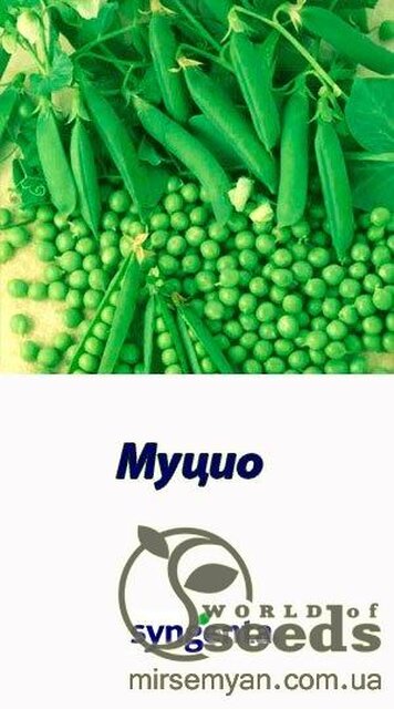 Горох овочевий "Муціо" 100 000 із Syngenta Горох овочевий "Муціо" 100 000 із Syngenta