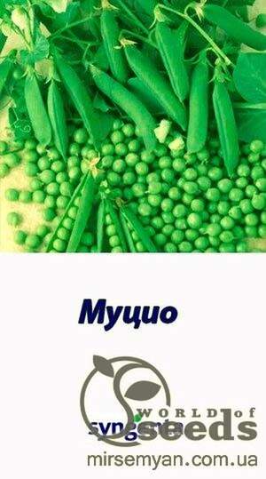Горох овочевий "Муціо" 100 000 із Syngenta Горох овочевий "Муціо" 100 000 із Syngenta