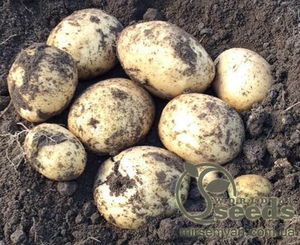 Насіннєвий сорт картоплі "Електра" 5 кг (Голландія)