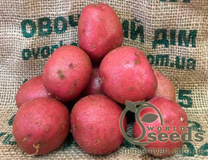 Насіннєвий сорт картоплі "Інфініті" 5 кг (Голландія) Насіннєвий сорт картоплі "Інфініті" 5 кг (Голландія)
