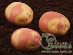 Насіннєвий сорт картоплі "Бікіні" (Голландія)